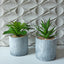 Faux Succulent in Cement Pot (set of 2)