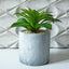 Faux Succulent in Cement Pot (set of 2)