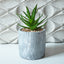 Faux Succulent in Cement Pot (set of 2)